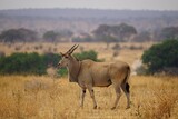 african wilderness, eland antelope