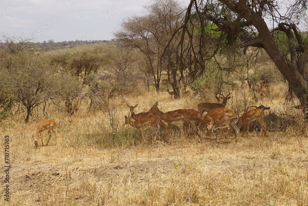african wilderness, group of impalas