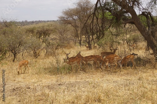african wilderness, group of impalas