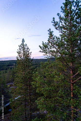 Finnish Lapland Rovaniemi Sunset in the Forest Skyline