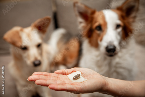Photography Woman holding a medicine pill with cheese treat to her two dogs