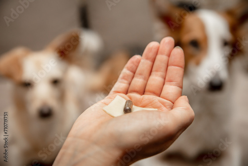 Canvas Print Woman holding a medicine pill with cheese treat to her two dogs