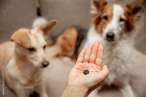 Canvas Print Woman holding a activated charcoal tablet to her dogs, first aid help for poison