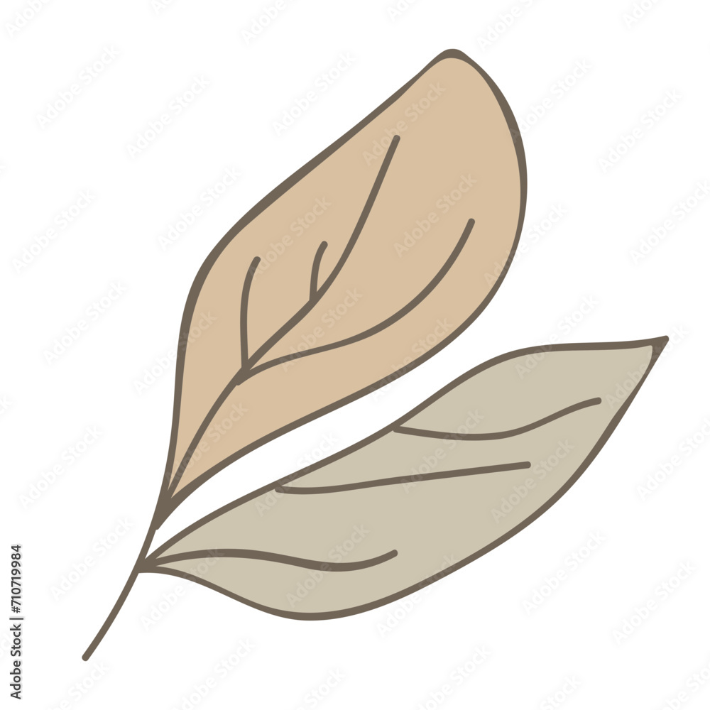 leaf isolated on white leaf isolated on white