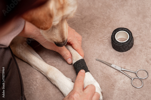 Obraz na plátně Woman applying a bandage on a wounded dog leg or paw, first aid at home