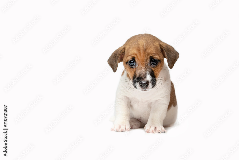 A small Jack Russell terrier puppy on a white background. A funny six-week-old puppy. There is a lot of free space . A banner with a small puppy.