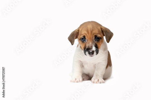 A small Jack Russell terrier puppy on a white background. A funny six-week-old puppy. There is a lot of free space . A banner with a small puppy. © Сергей Дудиков