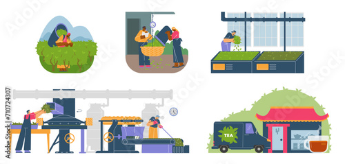 Tea production facility, harvesting, grading, fermentation leaves and delivery process, tea industry vector set