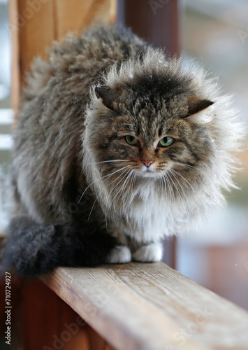 fluffy green-eyed cat with snowflakes on its fur