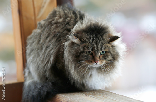 disheveled fluffy cat sitting on the railing with green eyes
