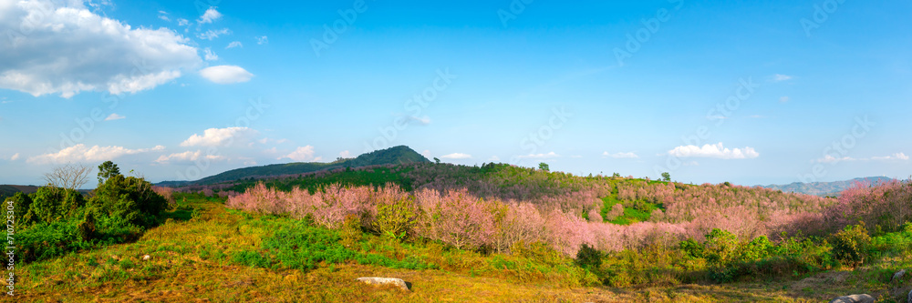 Panorama Landscape The blue sky with the queen tiger flower in Thailand.Himalayan wild cherries (Prunus cerasoides) (Sakura in Thailand) are plants that bloom in the genus Prunus.