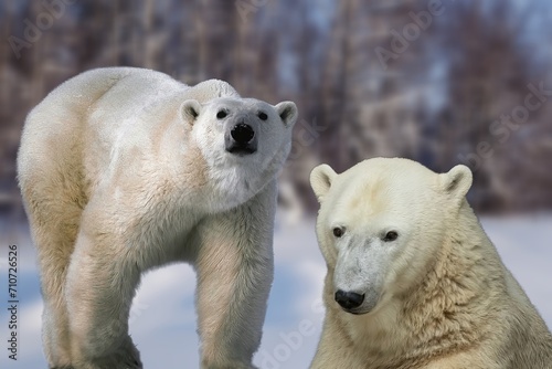 The increasingly rare polar bear or white bear (Ursus maritimus) large carnivore of the north pole.