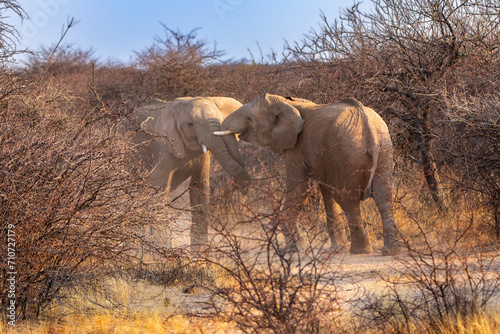 Juvenile male elephants brawl in the early morning at a game reserve in central Namibia.