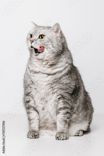 Beautiful cat is licking his mouth with tongue and sitting on white table with white background © Natureveryday