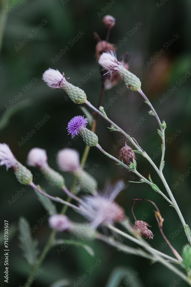 Close up flowers