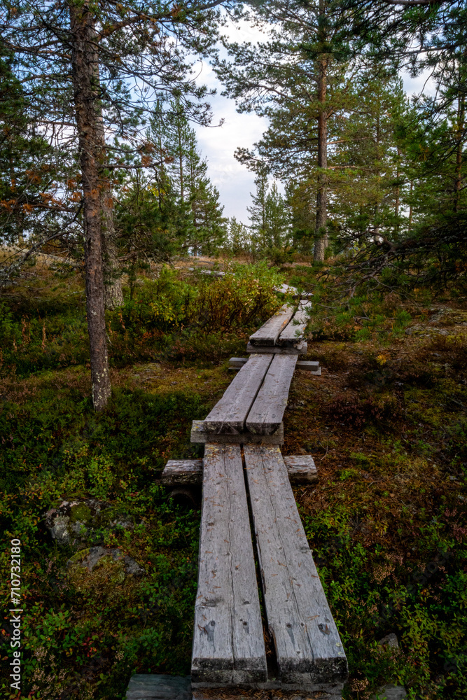 Fototapeta premium Rorest in Rovaniemi Lapland Finland Sunset