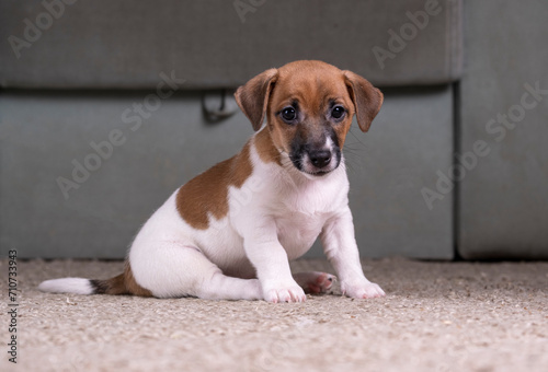 Small, cute, funny Jack Russell Terrier puppy in the room on the rug.