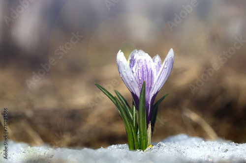 Crocus blossomed on a spring sunny day. A beautiful blue primrose on a background of brilliant white snow.	