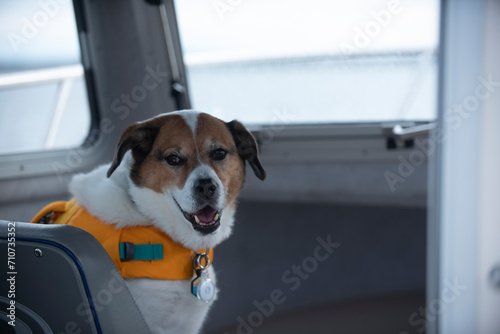 Seadog enjoys a relaxing ride in the boat's rear seat © Wirestock
