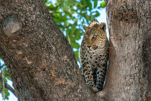 Léoparde au Botswana, réserve de chasse de Moremi photo
