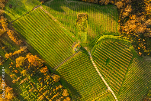 Aerial view of vineyards on the hill at sunset in Autumn, Irpinia, Avellino, Campania, Italy.