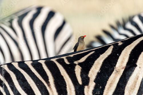 Zèbres au Botswana, réserve de Moremi photo