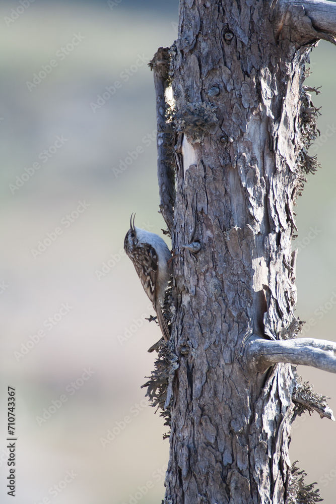 Alpine treecreeper, (Certhia familiaris) Rampichino alpestre Alpine treecreeper, (Certhia familiaris) Rampichino alpestre