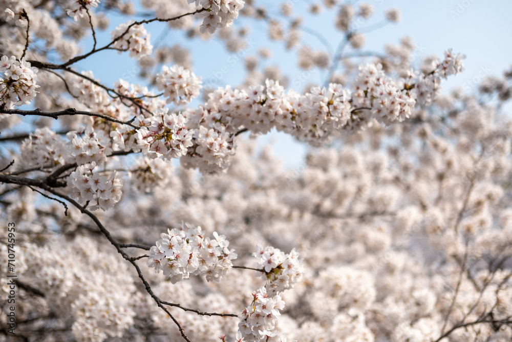 Cherry Blossoms against the blue sky in spring with Soft focus, in Korea