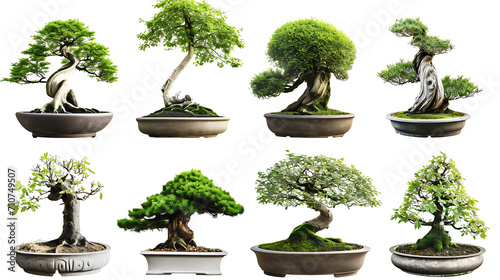 Set of bonsai trees on transparent background PNG