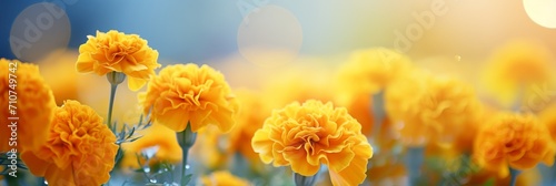 Vibrant yellow orange marigold flower on isolated magical bokeh background with text space