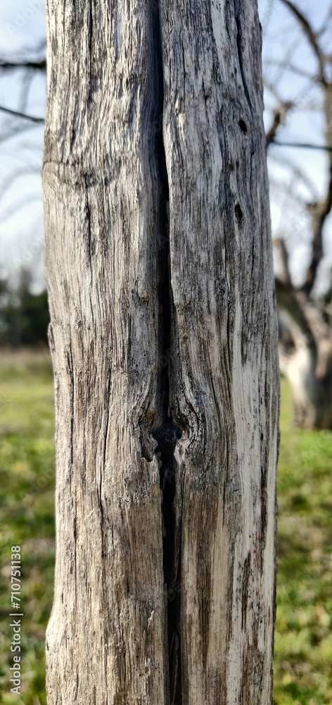 Fototapeta premium Tronc d'arbre fendu