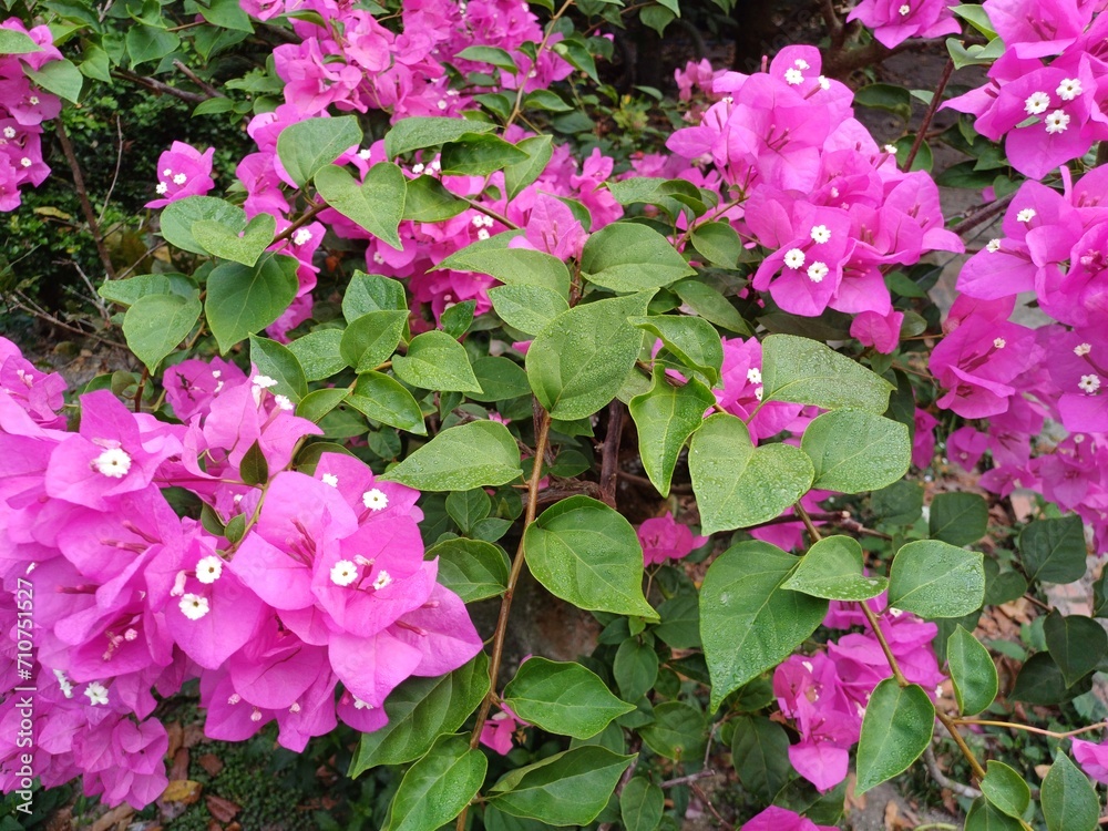 Close up of pink bougainvillea flowers and leaves. Beautiful colorful blooming flowers with cute bush growing in the garden. Close up of pink bougainvillea flowers and leaves. Beautiful colorful blooming flowers with cute bush growing in the garden.