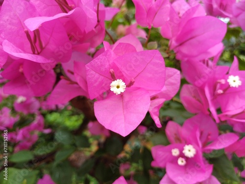 Close up pink bougainvillea flowers, Bougainvillea glabra flower. Beautiful blooming with cute flowers bush growing outdoors. photo