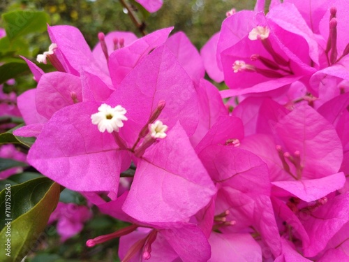 Close up Bougainvillea flowers  Bougainvillea glabra flower. Closeup view of beautiful colorful blooming with cute flowers bush growing outdoors.