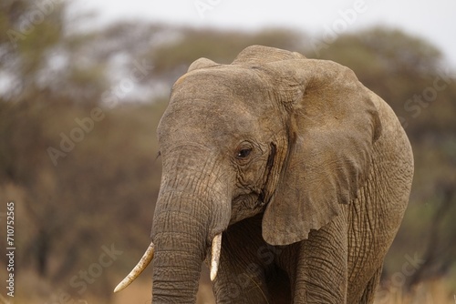 african wildlife  elephant  grassland