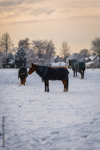 Happy herd of horses with blankets in the snow during winter