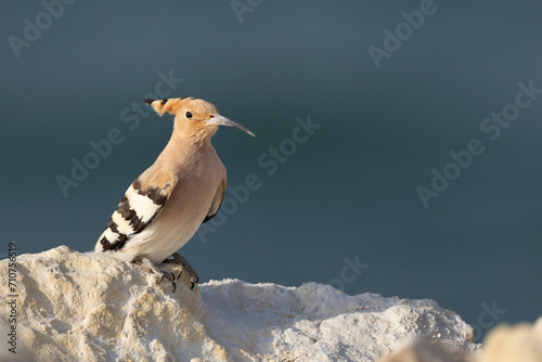 Hoopoe perched on limestone rock at Busaiteen coast of Bahrain photo