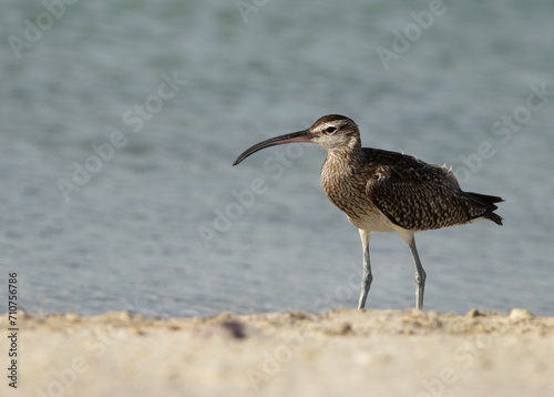 Whimbrel in the morning hours at Busaiteen coast, Bahrain