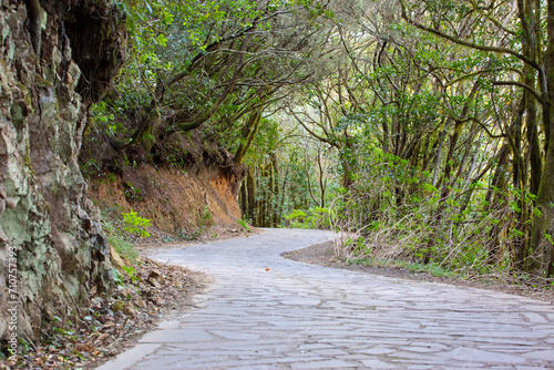 Laurisilva natural old rainforest on the island of La Gomera, Cnaryian Islands in Spain. photo