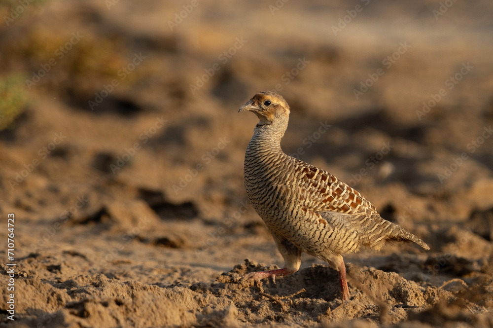 Grey francolin running in the barren land at Hamala, Bahrain Grey francolin running in the barren land at Hamala, Bahrain