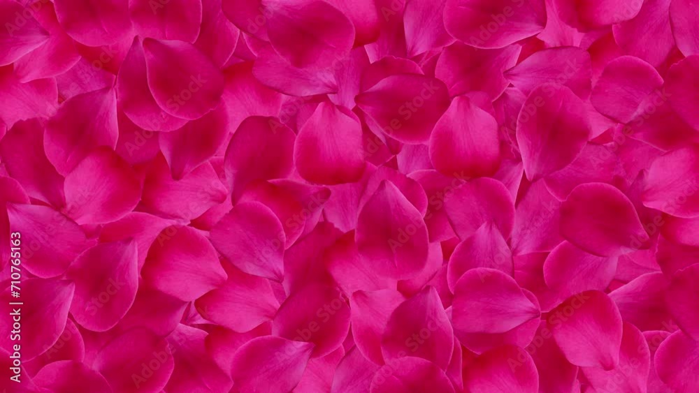Red rose petals. Animated moving flowers. Red background. 25fps Red rose petals. Animated moving flowers. Red background. 25fps