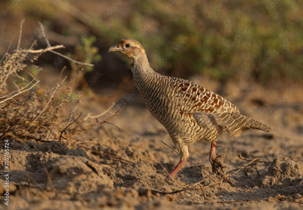Closeup of a Grey francolin at Hamala, Bahrain Closeup of a Grey francolin at Hamala, Bahrain