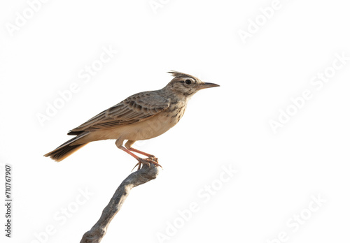 A highkey image of Crested Lark perched on a wooden log, Bahrain