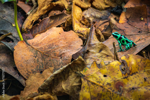 Foto Poison dart frog (Dendrobates auratus) in Cahuita National Park (Costa Rica)