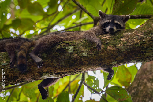 Fototapeta Naklejka Na Ścianę i Meble -  Cute raccoon (Procyon lotor) in Cahuita National Park (Costa Rica)