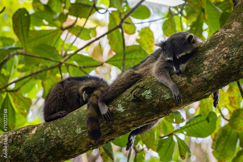 Cute raccoon (Procyon lotor) in Cahuita National Park (Costa Rica)