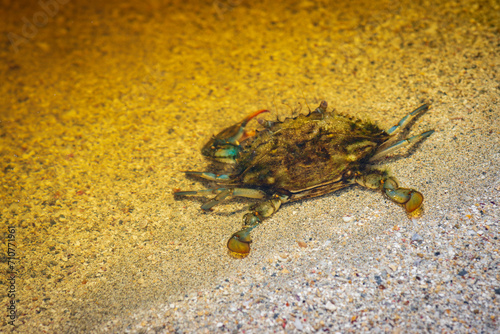 Blue land crab (Cardisoma guanhumi) in Cahuita National Park (Costa Rica) © julen