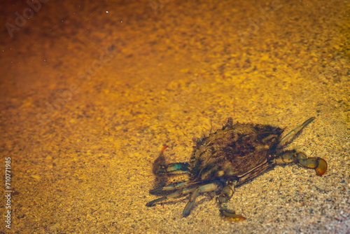 Blue land crab (Cardisoma guanhumi) in Cahuita National Park (Costa Rica) photo