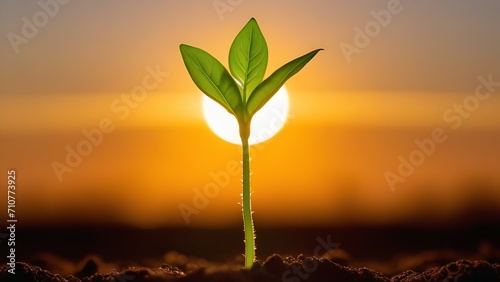 spring with a green plant sprout grows out of the ground in close-up against the background of the rising sun in the sky The concept of growth and development and preservation of environmental ecology