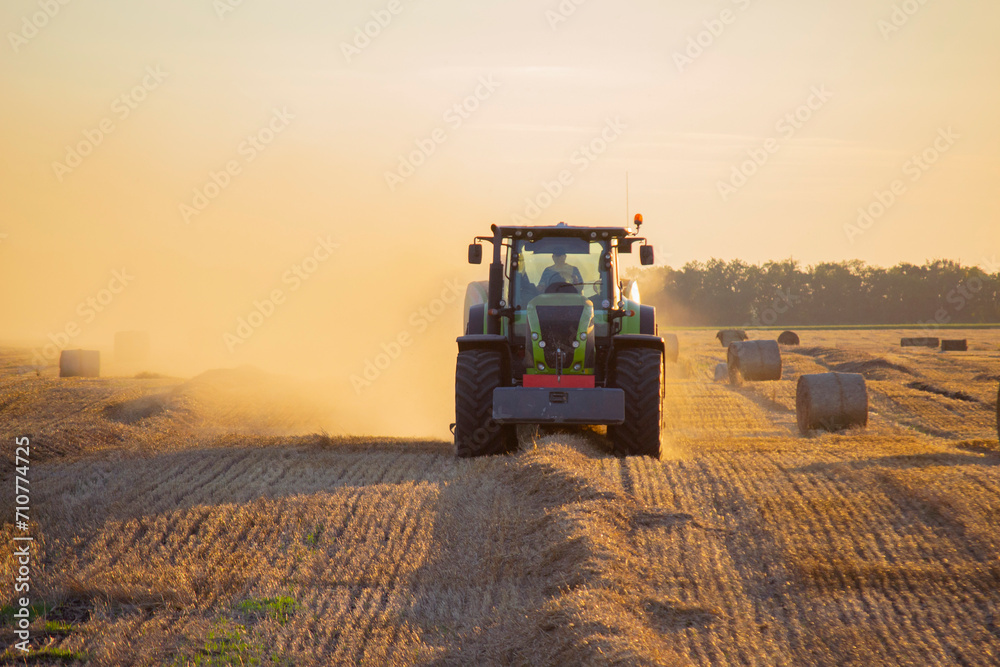 Fototapeta premium Combine harvester pressing straw from field into bales driving field on sunny summer evening. Field with bales of pressed wheat. Lots of dust on field. Agricultural agro-industrial harvesting works